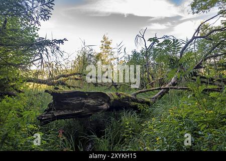 Ceppo di alberi marcio nella brughiera bavarese con felci, canne, muschio, erba e alberi decidui e un cielo nuvoloso Foto Stock