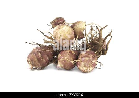 Tuberi Sunchokes con radici isolate su sfondo bianco. Carciofi di Gerusalemme (Helianthus tuberosus), girasole selvatico o topinambur Foto Stock