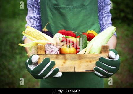 Crop man in grembiule verde e guanti che tengono scatola di legno con verdure fresche mature colorate in piedi contro i terreni agricoli sfocati di giorno Foto Stock