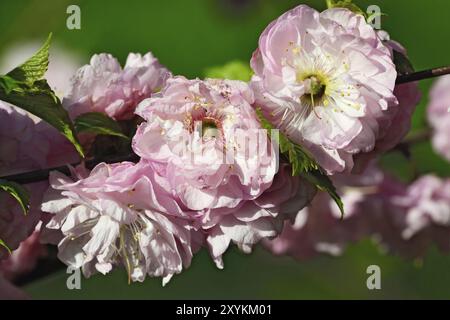 Fiori di mandorle (Prunus triloba Plena). Primo piano di fiori Foto Stock