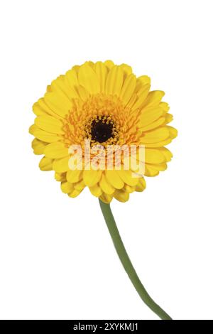 gerbera gialla, primo piano Foto Stock