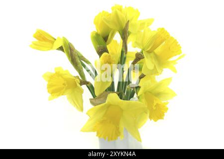 Daffodils del poeta in un vaso bianco su sfondo bianco Foto Stock