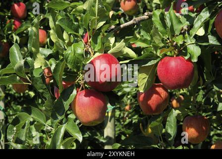 Mela am Baum, mela sull'albero Foto Stock