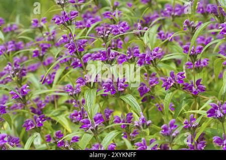 Wind-Brandkraut, Phlomis herba-venti, Phlomis herba-venti, un fiore selvatico viola Foto Stock