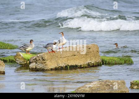 Merganser comune nel mar baltico in autunno. Merganser comune nel Mar Baltico in autunno Foto Stock