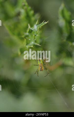 Ragno di zucca durante la caccia. Ragno verde cetriolo su una pianta Foto Stock