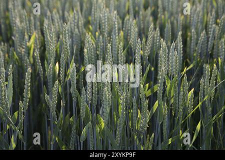 Le orecchie di grano sono ancora immature Foto Stock