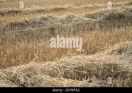 Campo stoppia con paglia dopo il raccolto Foto Stock