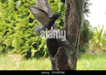 Star, European Starling, Sturnus vulgaris Foto Stock