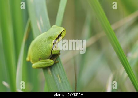 Laubfrosch, rana, rospo Hyla arborea, rana europea Foto Stock