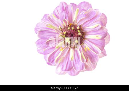 Zinnia rosa (Zinnia violacea), staccata Foto Stock