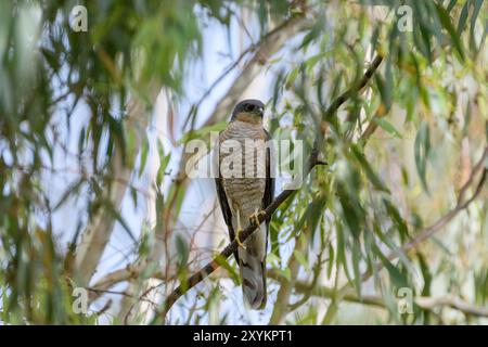 Sparrowhawk eurasiatico maschile Foto Stock