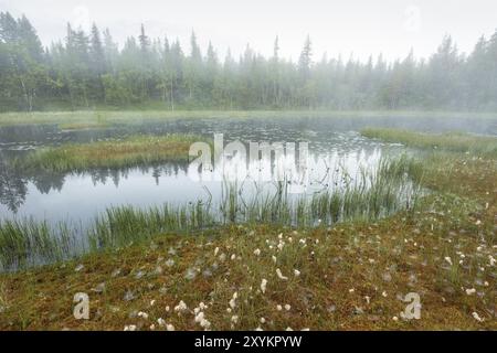 Nebbia mattutina su un lago paludoso, Gaellivare, Norrbotten, Lapponia, Svezia, agosto 2015, Europa Foto Stock