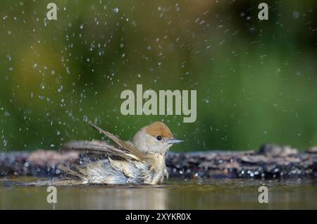 Cappellino eurasiatico femmina (sylvia atricapilla) appollaiato su un ramo secco vicino a uno stagno Foto Stock