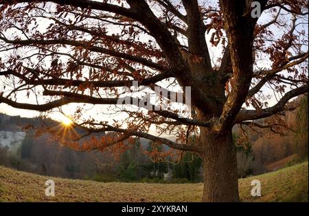 Tramonto dietro la quercia in montagna, Loffenau, Germania, Europa Foto Stock