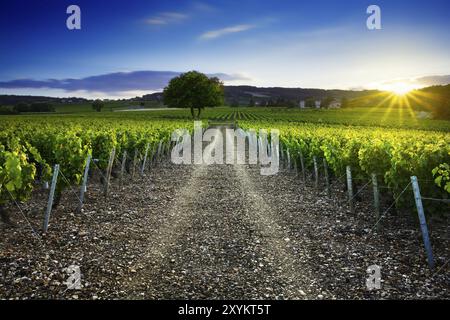 Sunset time over vineyards of Frontenas village at Beaujolais land in France Stock Photo