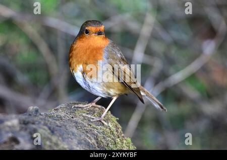 Rapina per adulti arroccata in inverno Foto Stock