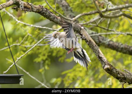 La colomba lutto (Zenaida macroura) in volo Foto Stock