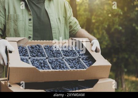 Le mani del contadino maschio prendono e tengono la scatola di cartone dalla pila piena di contenitori di plastica con grandi mirtilli. Berry spedizione, coltivazione, consegna conc Foto Stock