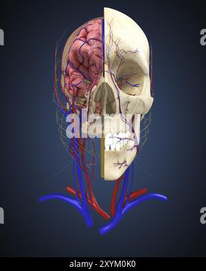 Cranio umano che mostra cervello e sistema circolatorio Foto Stock