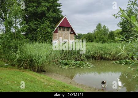 Due anatre sulla riva di uno stagno, circondate da canne e erba, sullo sfondo una casa e alberi, Aalten, Gheldria, Paesi Bassi Foto Stock