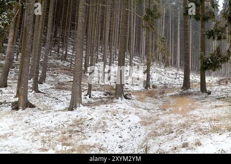 Tempesta di neve nella vecchia foresta di conifere, le montagne di Harz Foto Stock