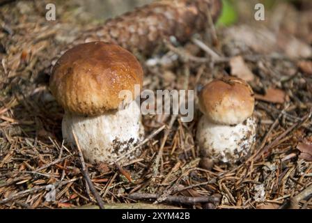 Due funghi porcini freschi al sole della sera Foto Stock