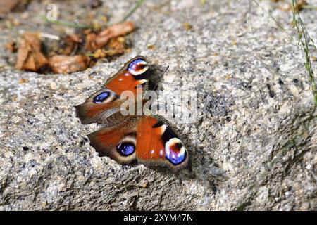 Farfalla Peacock comune europea (Aglais io, Inachis io). Farfalla di pavone su una pietra Foto Stock