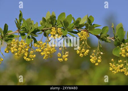 Primo piano dei fiori di Berberis vulgaris. Fiori del comune mirtillo Foto Stock