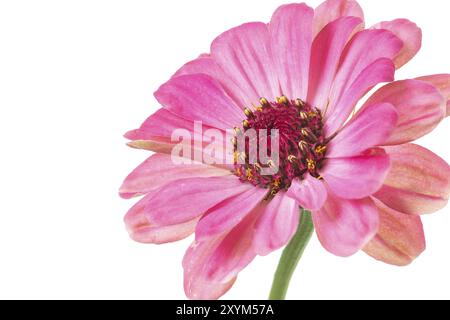 Zinnia rosa (Zinnia violacea), staccata Foto Stock