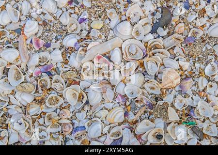 Molte conchiglie diverse sulla spiaggia Foto Stock