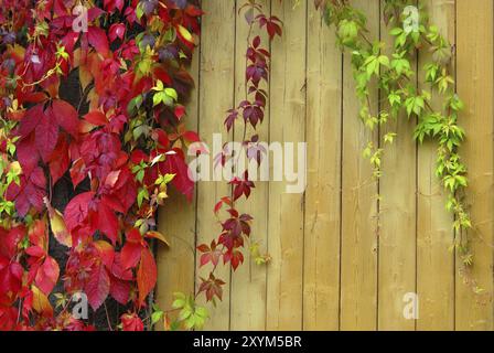 Vino selvatico su una parete di legno vino selvatico su una parete di legno Foto Stock