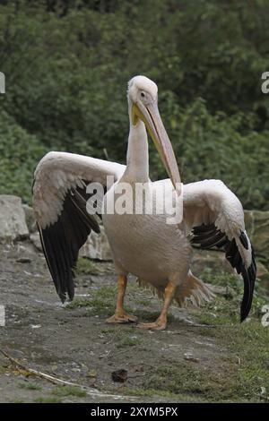 Pellicano rosa con ali allungate Foto Stock