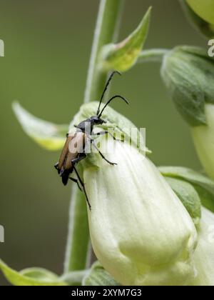 Scarabeo marrone chiaro dalle lunghe decorazioni adagiato su un fiore bianco di foxglove Foto Stock