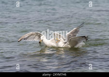 Due gabbiani che nuotano aringhe che combattono per un granchio Foto Stock