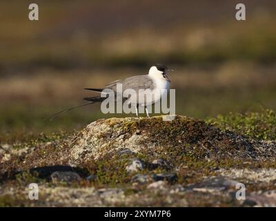 Skua lunga e coda (Stercorarius longicaudus), appoggiata su un tumulo muschiato, nella tundra, sbadigliatura, maggio, Parco nazionale di Varanger, Varanger Fjord, Norvegia, E. Foto Stock