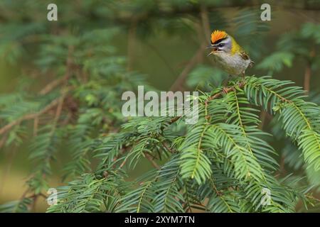 Goldcrest, Regulus ignicapillus, Lude, Mountain area, Lude, Stiria, Slovenia, Europa Foto Stock