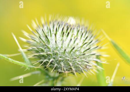 Fioriscono il Cardo, primo piano, il cardo, il Cirsium eriophorum Foto Stock