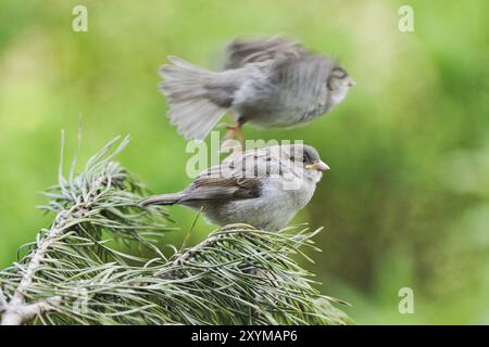 I passeri di casa giovani aspettano il cibo.i passeri giovani aspettano di nutrirsi su un tronco di albero Foto Stock