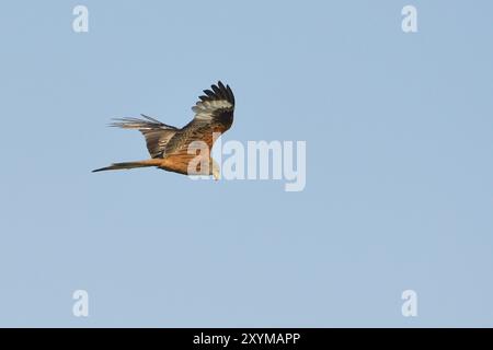 Red Kite, Red Kite, Kite, Montagu's Harrier, schema di volo, in volo, Milvus milvus, Red Kite Foto Stock