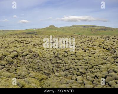 Campi di lava di Eldhraun ricoperti di muschio nel sud dell'Islanda Foto Stock