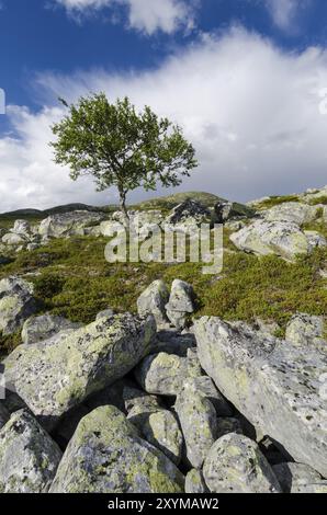 Betulla di montagna solitaria, Betula pubescens (Fjellbetulla, betulla paludosa, betulla acconciata, betulla spazzatrice, betulla pelosa, Betula pubescens, Betula alba, englishc: bir bianco Foto Stock