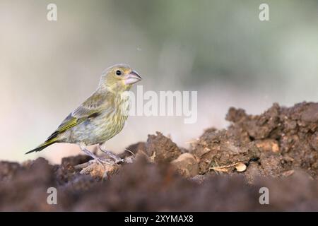 Primo piano di un verdaino europeo Foto Stock