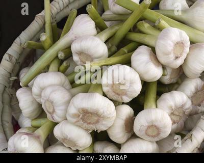 Aglio fresco al mercato vegetale di Helsinki Foto Stock