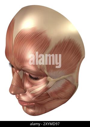 Anatomia dei muscoli del viso umano Foto Stock