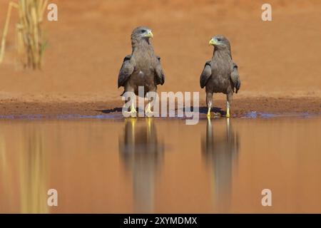 Black Kite, (Milvus aegyptius), Morgan Kunda Lodge/strada per Kat, Jajari, North Bank, Gambia, Africa Foto Stock