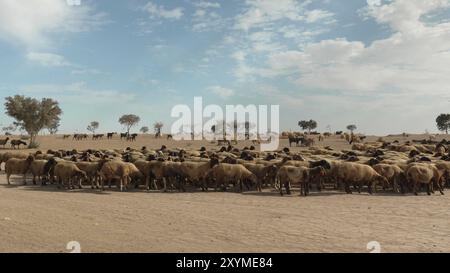 Un gregge di pecore e capre che appartengono a un pastore beduino pascolano vicino alla città di Rahat nel deserto del Negev in Israele Foto Stock