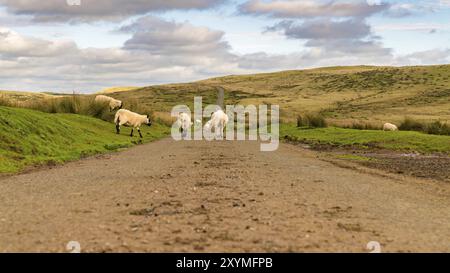 Pecore a camminare su una strada di campagna tra Trecastle e Llanddeusant in Powys, Wales, Regno Unito Foto Stock