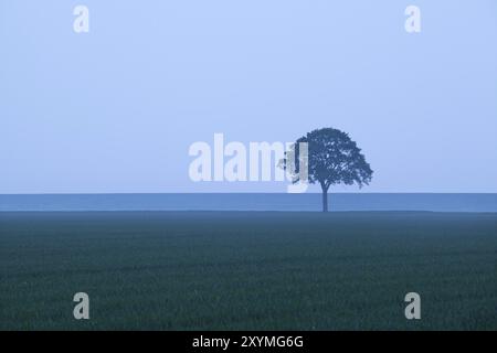 L'albero solitario sul campo al crepuscolo Foto Stock