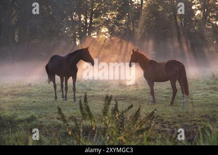 Cavalli al pascolo in presenza di raggi di sole nebbiosi al mattino Foto Stock